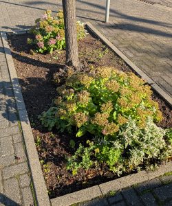 Bepflanzte Baumscheibe