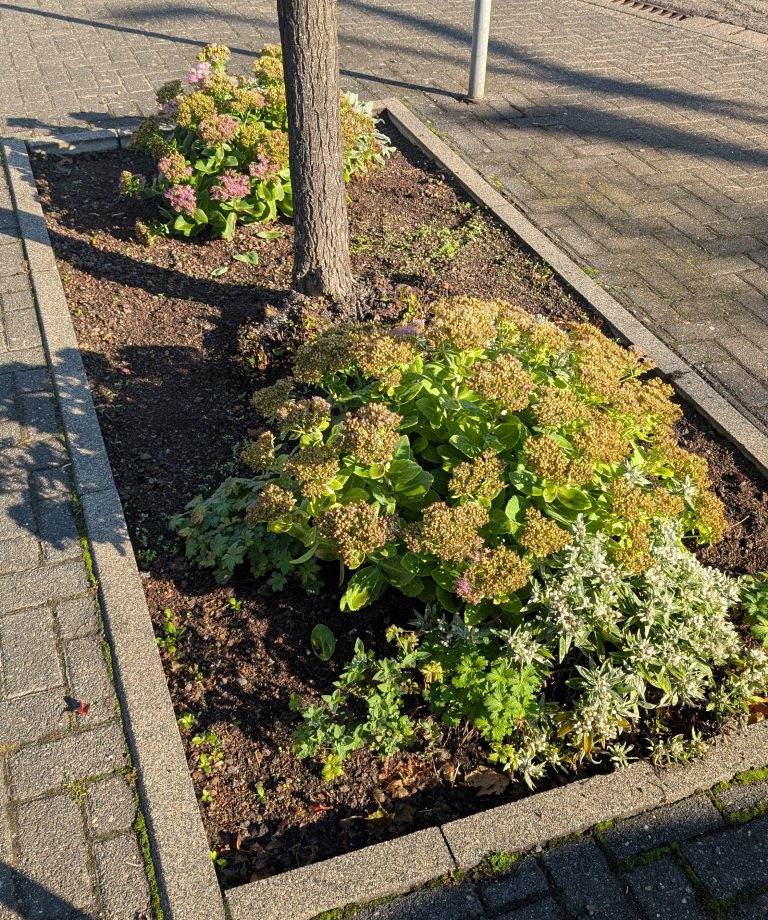 Bepflanzte Baumscheibe